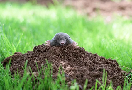mole in yard